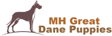 MH Great Dane puppies Sale